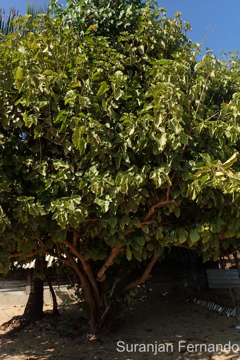 Cordia subcordata Lam.